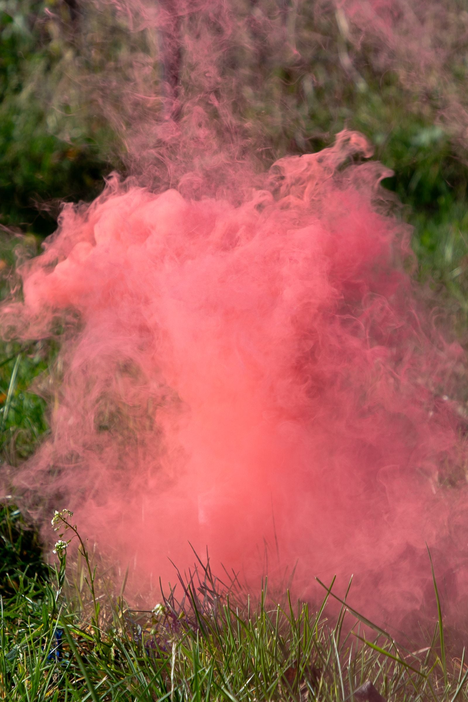 A thick, billowing cloud of bright pink smoke erupting from a gender reveal smoke bomb placed in the grass.
