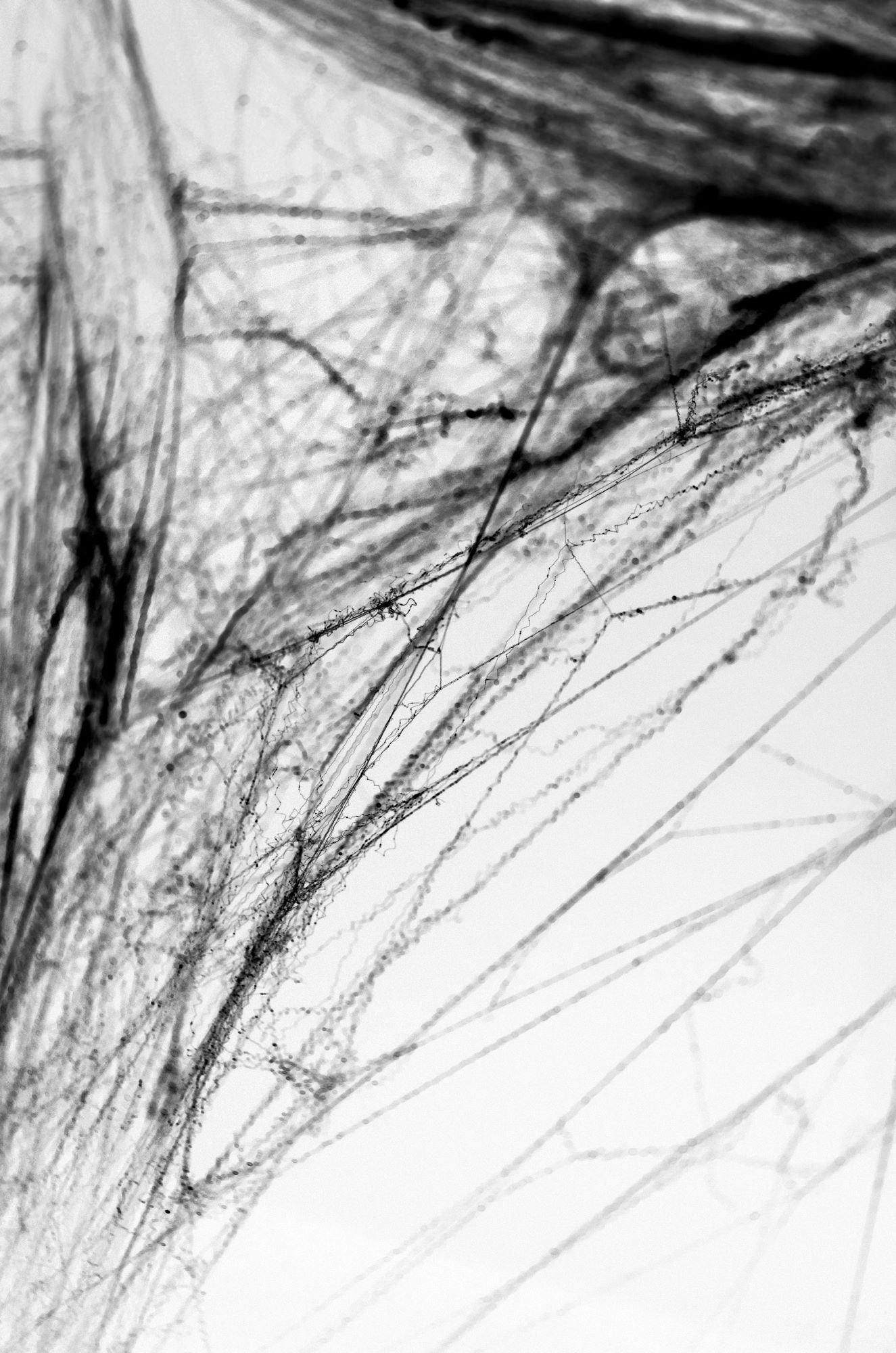 black Halloween Spiderweb decoration