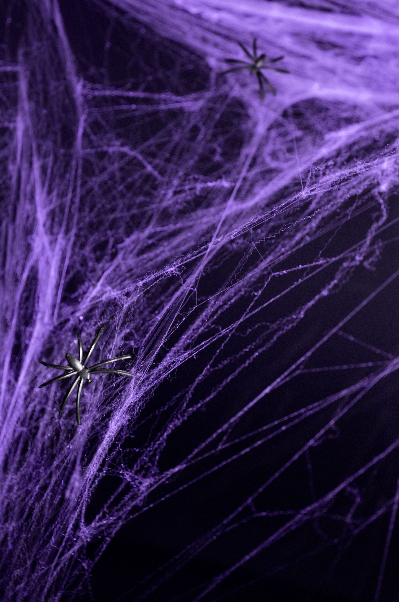 Halloween Spiderweb Violet