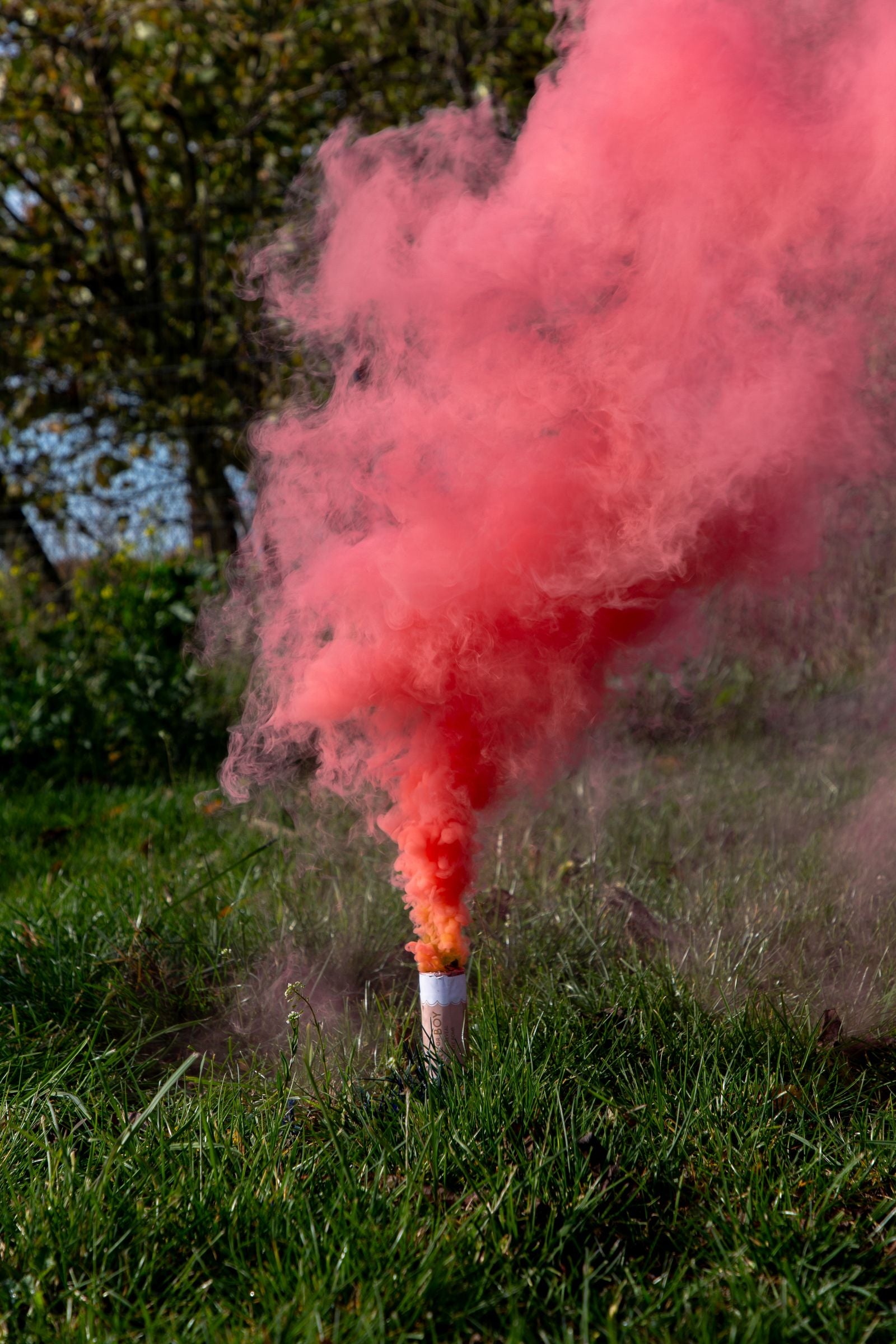 A smoke bomb standing upright in green grass, emitting a massive, vibrant cloud of thick pink smoke into the air.